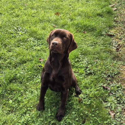 Étalon Labrador Retriever - Tikka Des Héritiers De Pitch