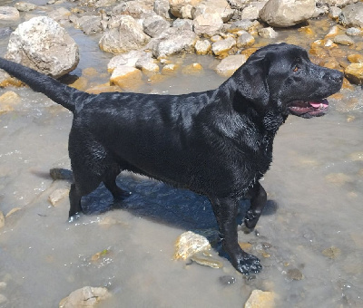 Étalon Labrador Retriever - Uvee Des Terres De Balme