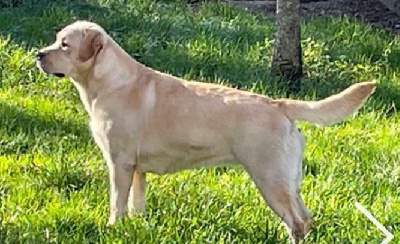 Étalon Labrador Retriever - Safran De La Vallée Du Goldor