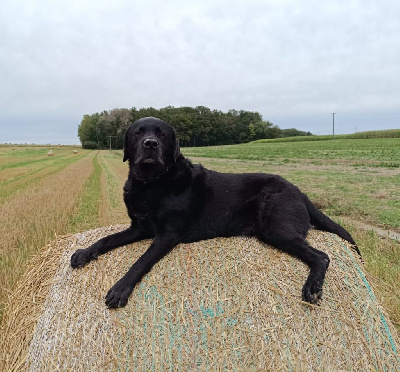 Étalon Labrador Retriever - Pendragon De La Brie Des Etangs