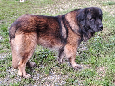 Étalon Leonberger - Page pantagruel du pin aux cinq aiguilles