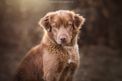 Étalon Retriever de la Nouvelle-Ecosse - Canis amicus Gala