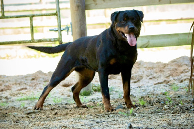 Étalon Rottweiler - Swanny Vom schloss hexental