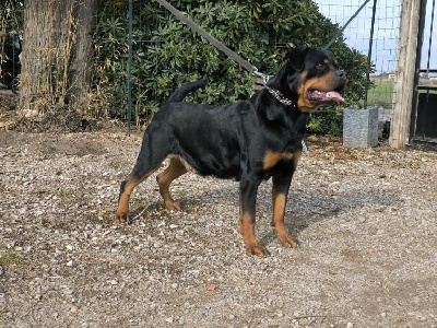 Étalon Rottweiler - Sasha from primo's imperium