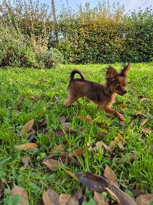 Étalon Russkiy Toy (Petit Chien Russe) - Voyou De La Troïka Impériale