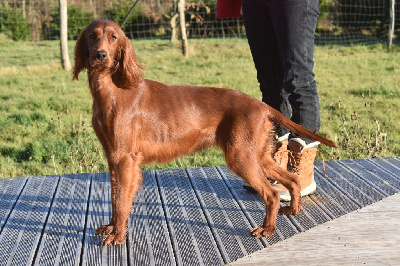 Étalon Setter irlandais rouge - S'macha du Domaine de Criska