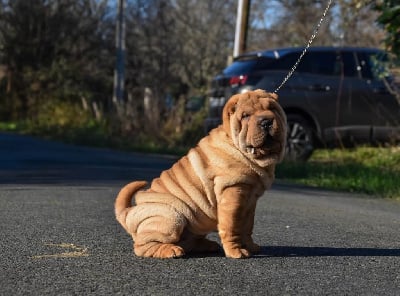 Étalon Shar Pei - Victime de son succès du grain de beauté