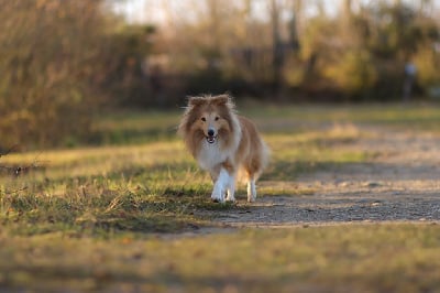 Étalon Shetland Sheepdog - T'alysia de Kertanhyys