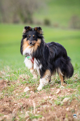 Étalon Shetland Sheepdog - Tia Des Anges De Ravan