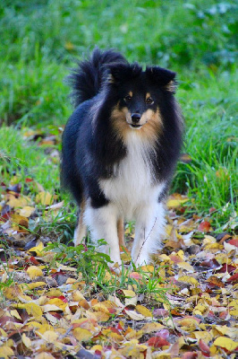 Étalon Shetland Sheepdog - Udson river Of surf paradise