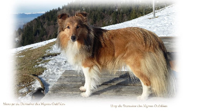 Étalon Shetland Sheepdog - Umy Du Domaine Des Vignes Oubliées