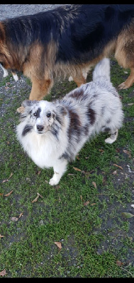 Étalon Shetland Sheepdog - Valentine Of Euskal Bailara