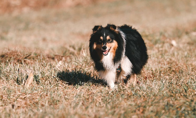 Étalon Shetland Sheepdog - Sky crew into the wind De La Tribu d'Hanayaawa