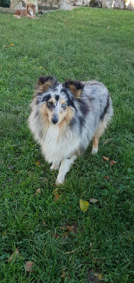 Étalon Shetland Sheepdog - Ukraine des sources de richenie