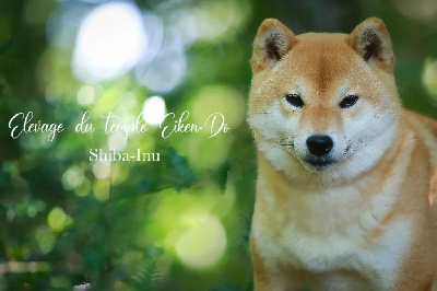 Étalon Shiba - R'tsuki Du Temple Eikan Do