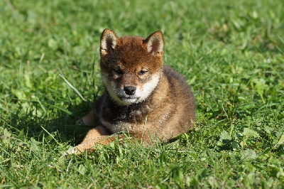 Étalon Shiba - V mi sho ko du Bois de Compiègne