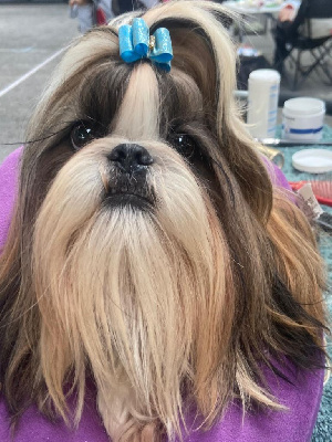 Étalon Shih Tzu - Ushimi-tchang De Gibedemeaux