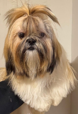 Étalon Shih Tzu - Vaïla des Merveilles D'Oceane