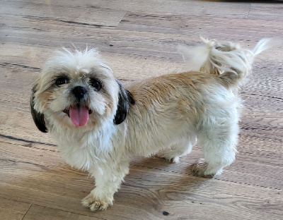 Étalon Shih Tzu - Sham's Edin Scarlette