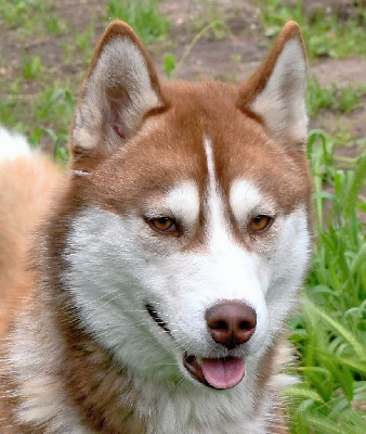 Étalon Siberian Husky - of Kileut'spirit Raven