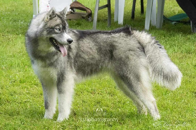 Étalon Siberian Husky - U charm everyone dite unik Du Phoenix D'Or