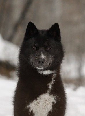 Étalon Siberian Husky - Atena wilderness wild dogs