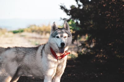 Étalon Siberian Husky - Choose the best of siberian country