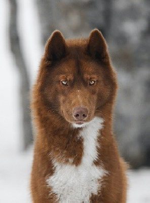 Étalon Siberian Husky - * foxy * afrodyta wilderness wild dogs