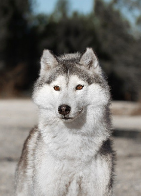 Étalon Siberian Husky - Orka zorsky (Sans Affixe)