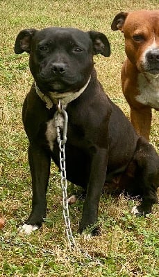 Étalon Staffordshire Bull Terrier - Taïga Des Bois De La Garnasse