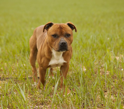 Étalon Staffordshire Bull Terrier - S'tango castel des petits coeur