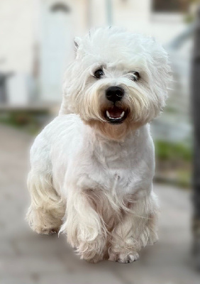 Étalon West Highland White Terrier - My name is freddy just like my dat dit ulko darlingwest