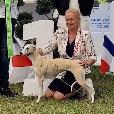 Étalon Whippet - CH. Reine de coeur des Jardins de Becky