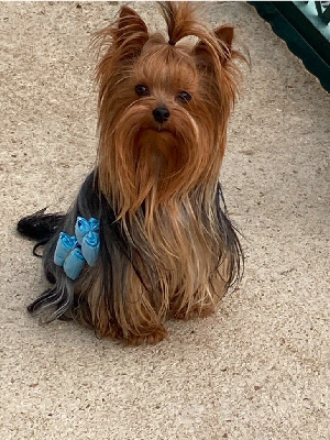 Étalon Yorkshire Terrier - Paris gagné de la légende des trolls