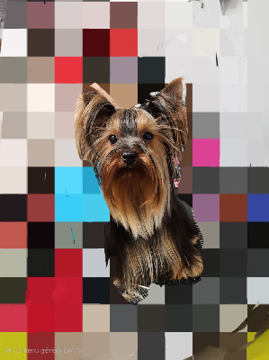 Étalon Yorkshire Terrier - Uma de l adoree peneloppe