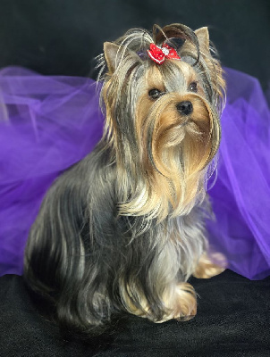 Étalon Yorkshire Terrier - magnus fortuna Leriana