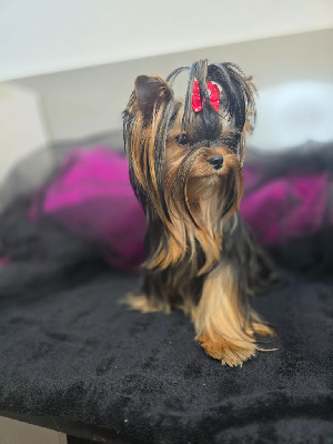 Étalon Yorkshire Terrier - magnus fortuna Olivia