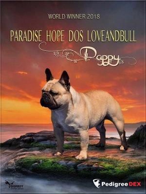 CH. Paradise hope dos loveandbull