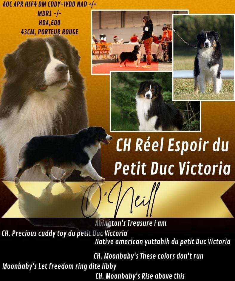 CH. Reel espoir dit o'neill du petit Duc Victoria