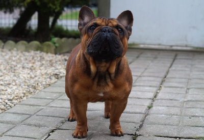 Étalon Bouledogue français - Uber de la Croix d'Atal