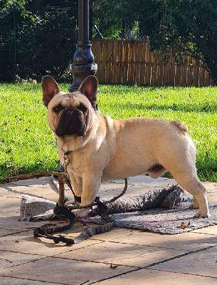 Étalon Bouledogue français - U'optimus primal du dieudonèe