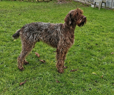 Étalon Griffon d'arrêt à poil dur Korthals - TR. T'choupy de la Plaine du Lys