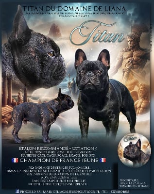 Étalon Bouledogue français - CH. Titan Du domaine de liana