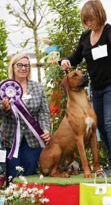 Étalon Rhodesian Ridgeback - Caramel goliat s charm sabjorg