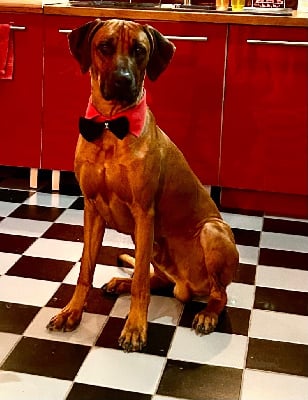 Étalon Rhodesian Ridgeback - U4me De La Ligue Du Staff'n Co}