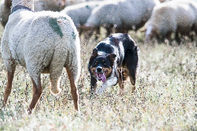 Étalon Border Collie - Solo Du Rocher De Cire