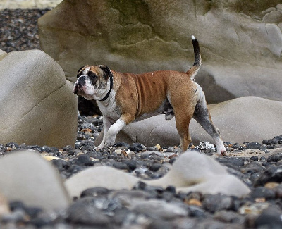 Étalon Bulldog continental - CH. Utan De La Croix De Saint Benoit