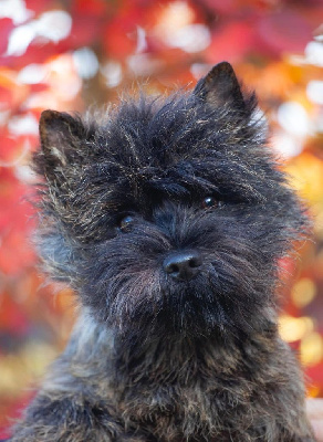 Étalon Cairn Terrier - CH. cairnsters moonraker