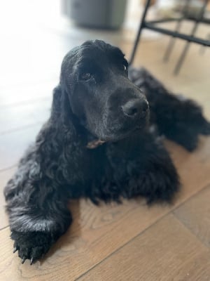 Étalon Cocker Spaniel Anglais - CH. de kerdero Tchoupy a dream dit « addams » 