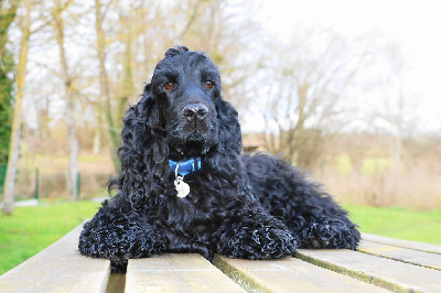 Étalon Cocker Spaniel Anglais - Tempo Du Songe D'Opaline